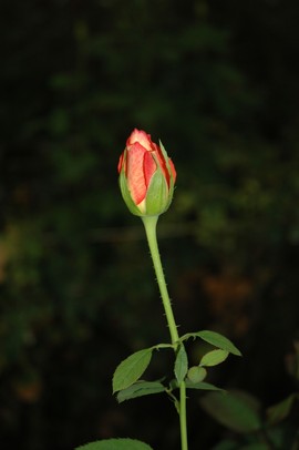 Bocciolo di rosa